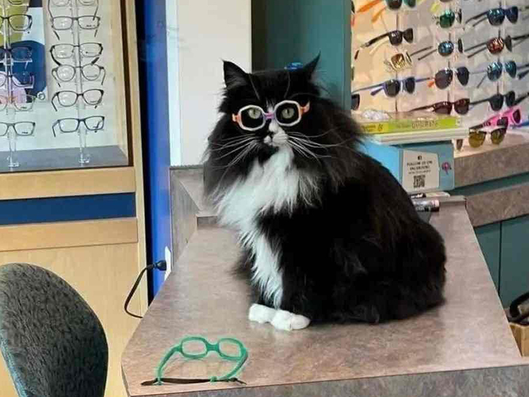 گربه در چشم پزشکی