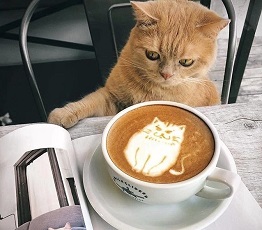 کافه گربه 