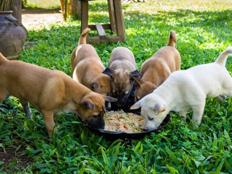 غذا دادن به حیوانات باغ