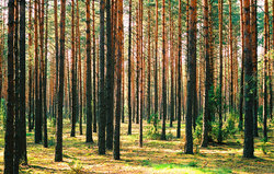 اثرات باورنکردنی درختان در زندگی ما
