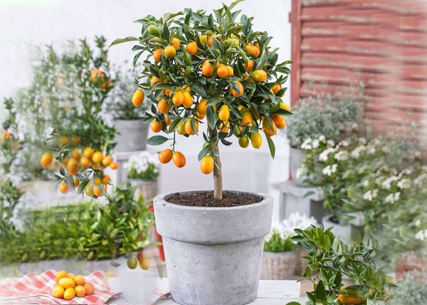 درخت پرتغال در کافی شاپ