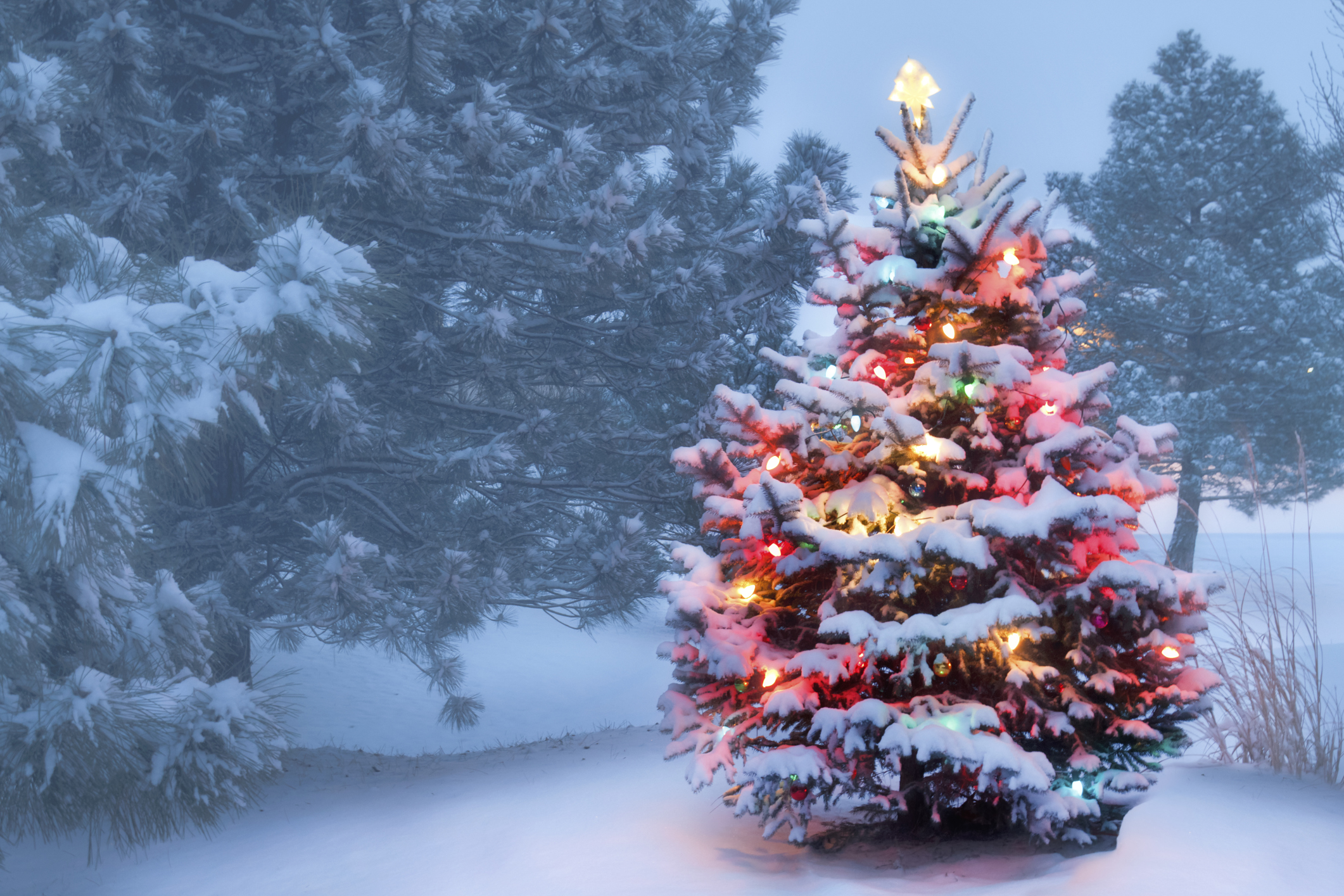 مزرعه درخت کریسمس ، یک ایده تجاری منحصر به فرد و پردرآمد