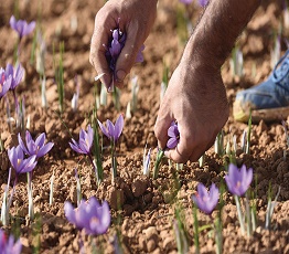 ایده خلاقانه پرورش زعفران در گلخانه